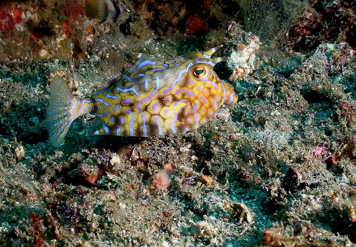 Bali 2016 - Corail - IMG_6098_rc.jpg